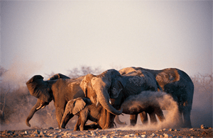 Elephants on the Ongava Reserve